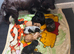 Beautiful Cockapoo Puppies Looking for Loving Homes