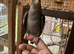 Tamed young cockatiels