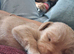 Stunning KC registered lab puppies.