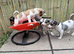 Jack russle male 3 months