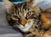 Mainecoon