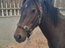 Registered geldings