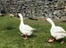 2 Embdens geese (breeding pair)
