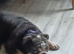 Female english bulldog