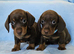 Gorgeous true mini BOYS