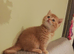 Scottish fold ginger long hair female