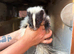Skunks