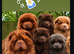chow chow puppies