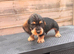 READY To LEAVE wire haired dachshund puppies