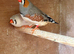 Zebra finches for sale