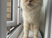Beautiful Cream Shaded Persian adult female