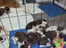 St Bernard puppies for sale