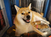 *2 LEFT* KC shiba girl puppies - Mozzarella & Wensleydale