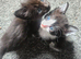 Stunning litter of six girls and one girl ready to reserve!!
