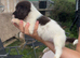 english springer spaniel puppies for sale