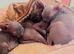 Beutiful Sphynx Kittens