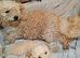 Cavapoo puppy's