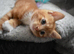 8 weeks old male kitten
