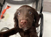 Cocker spaniel for sale