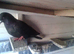 for swop afghan pigeons