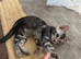 Pure bengal kittens for sale
