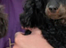 Meet Mimi – The Sweetest Black & Tan Poodle Looking for Her Forever Home