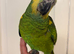 Hand Reared Blue Fronted Amazons