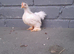 3 young bantams