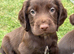 Fully dna health tested Sprocker Puppies