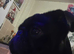 Male pug for sale