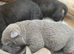 Stunning shar pei puppies