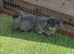 Beautiful mini lops
