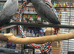 Hand Reared Young African Greys