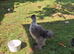 Young silkie