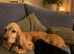 Adorable True Show Cocker Spaniel pups.