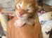 Maine Coon Babies