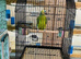 Male blue front Amazon
