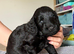 Beautiful black F2 Labradoodles