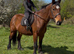 16.2/3H - 10Yo - Bay - Belgium Draught X - Mare - Confidence Giver