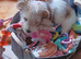 Jack Russell puppy long haired boy fully vaccinated