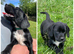 ****gorgeous cockerdor puppies****