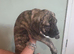 Presa canario x American bully pups ready to leave home