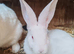 Rare new Zealand male rabbit