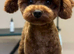 READY NOW CAVAPOO F1BB X ASIAN POODLE