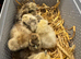 Silkie hatchlings
