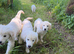 KC registered Golden Retriever Puppies
