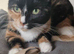 Loving homes needed