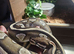 6 ball pythons and 1 carpet python looking for new homes