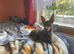 Adorable Miniature Pinscher Puppies