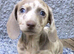 Miniature dachshund puppies